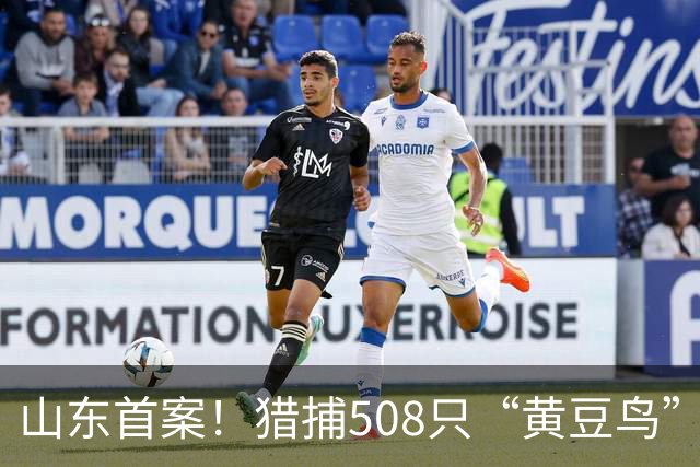 山东首案！猎捕508只“黄豆鸟”判了，这种比麻雀还小的鸟啥来头？